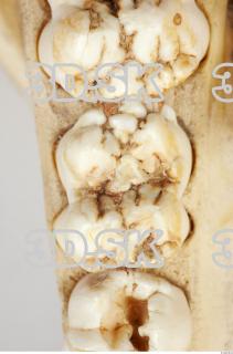 Skull Boar - Sus scrofa 0105